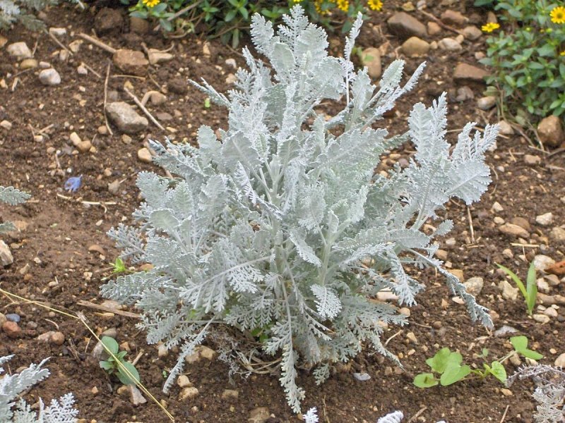 Пижма Tanacetum ptarmiciflorum