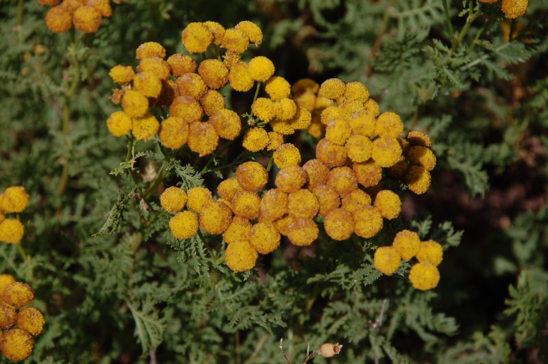 Пижма Хараджана (Tanacetum haradjanii).