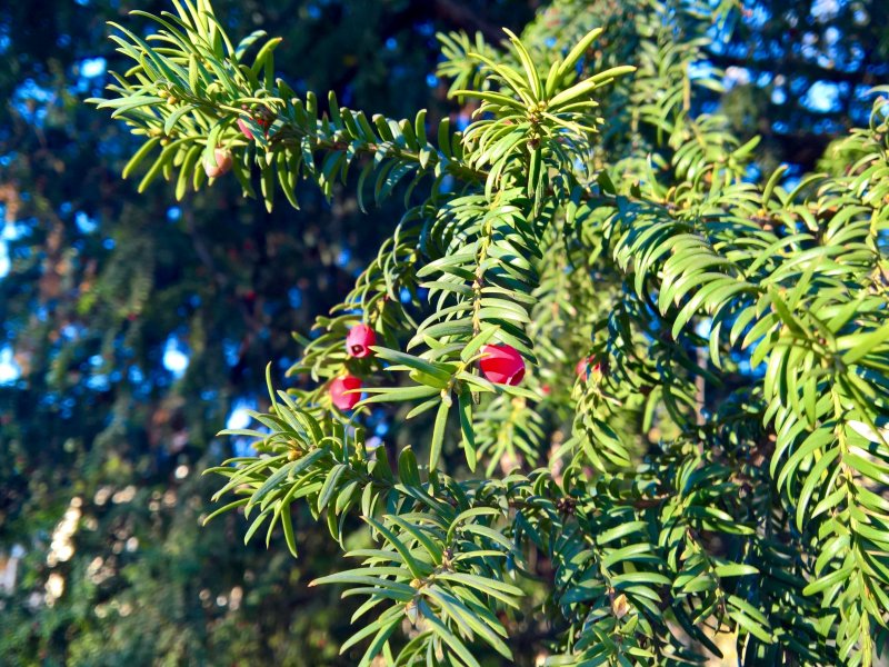 Тис дерево Taxus baccata