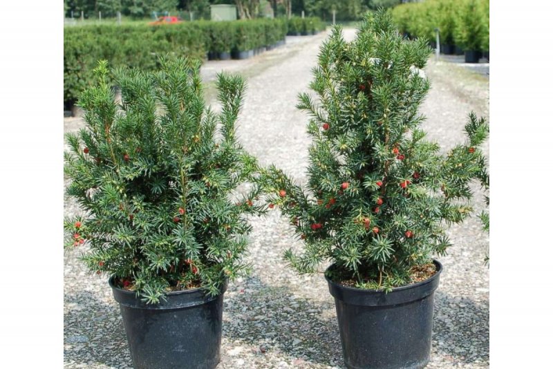 Тис ягодный – Taxus baccata l.