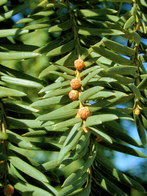 Тис ягодный "Taxus