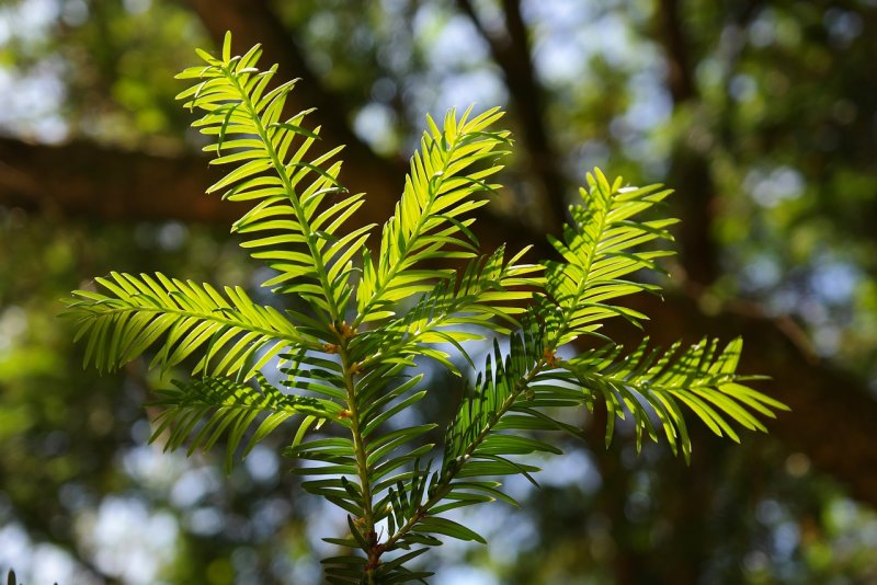 Тисс ягодный (Taxus baccata