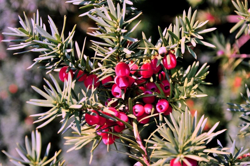 Тисс Taxus baccata