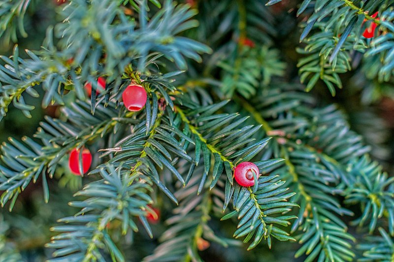 Тисс Taxus baccata