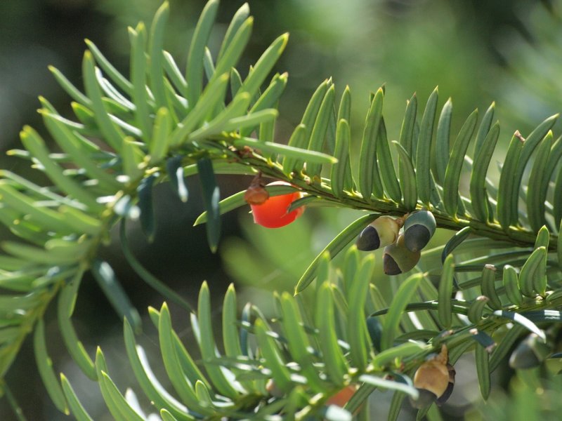 Тис ягодный Taxus baccata