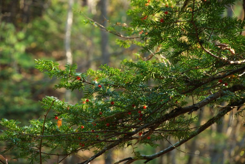 Тис ягодный (Taxus baccata David p9)