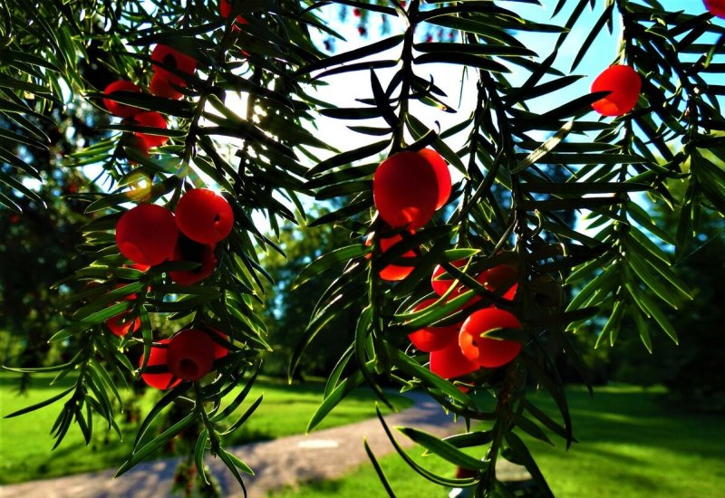 Тис ягодный Taxus baccata