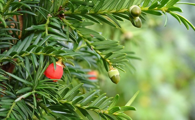 Тисс Флоридский Taxus floridana