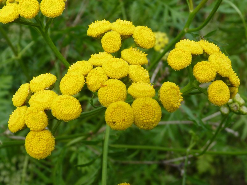 Пижма обыкновенная (Tanacetum vulgare)