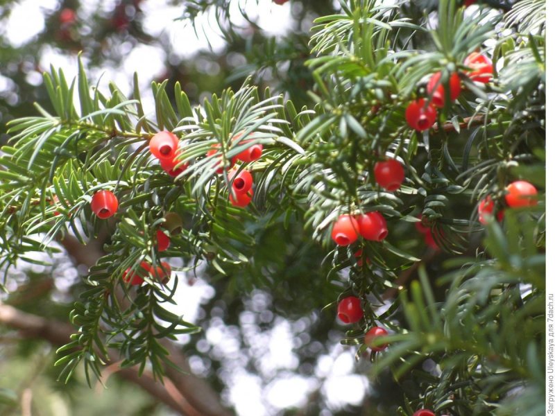 Тисс ягодный - Taxus baccata l