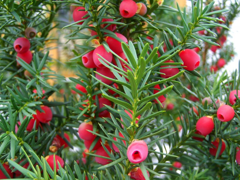 Тис дерево Taxus baccata