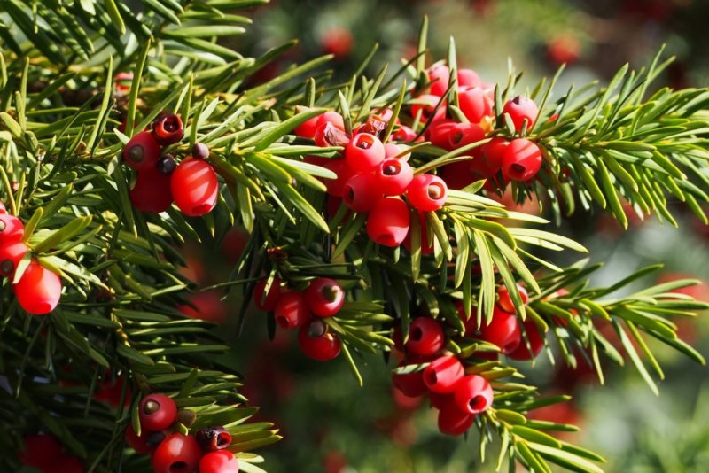Тис ягодный Taxus baccata