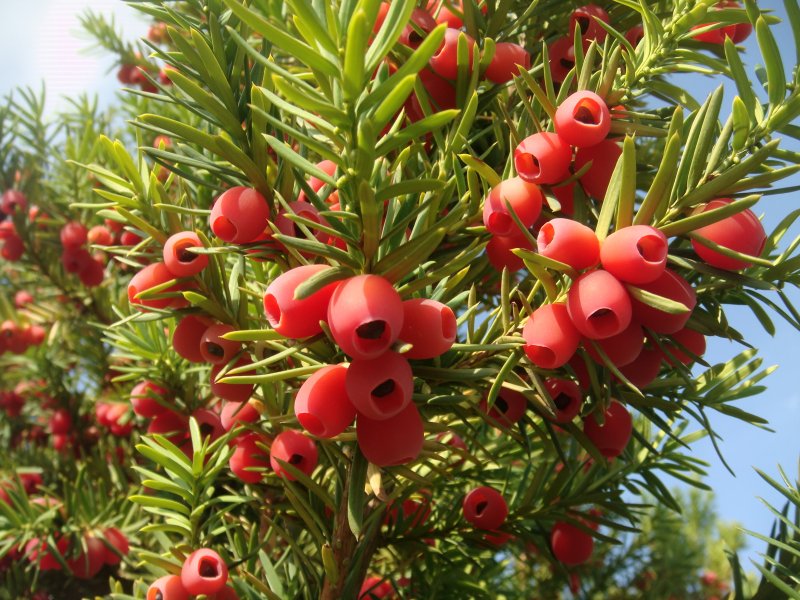 Тис ягодный Taxus baccata