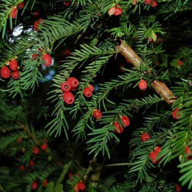 Тис ягодный Taxus baccata