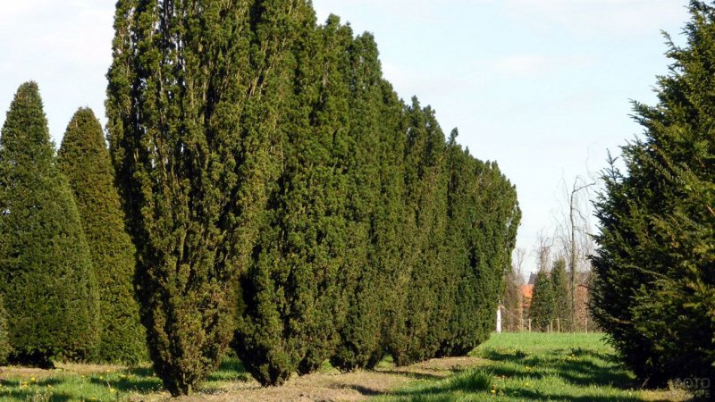Тис Fastigiata