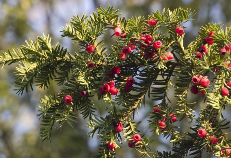 Тисс Taxus baccata