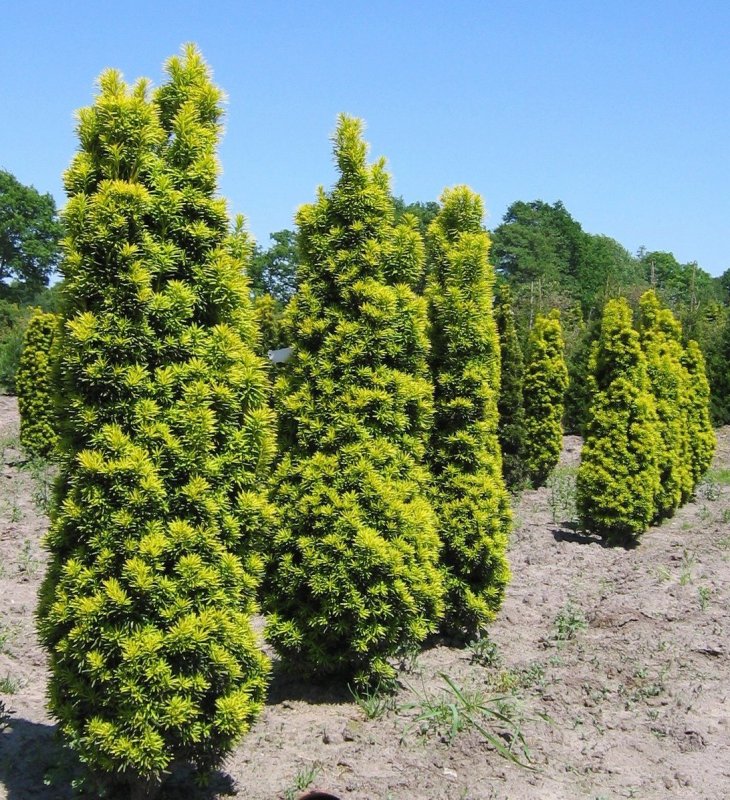 Тис ягодный Fastigiata Aurea