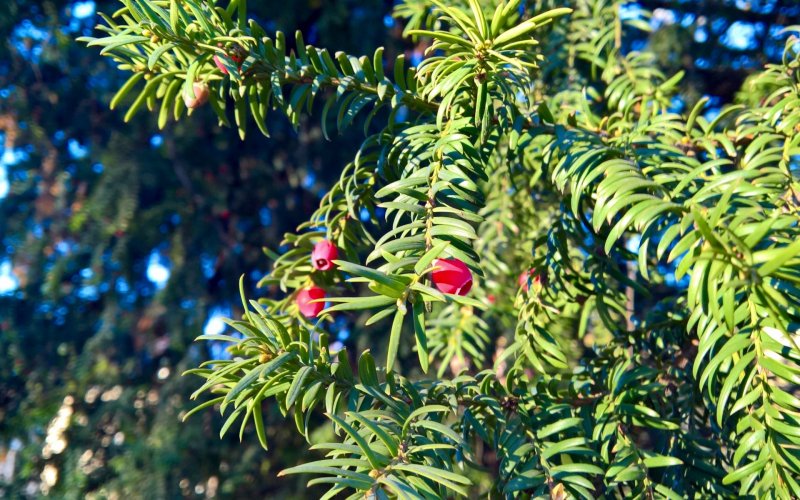 Taxus baccata 'cristata'