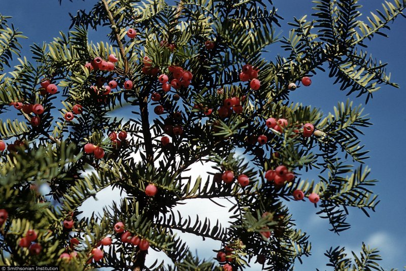 Тис дерево Taxus baccata