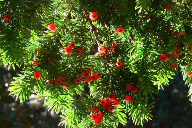 Тис ягодный (Taxus baccata David p9)