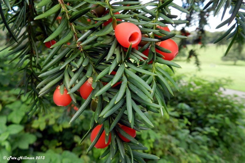 Тис ягодный (Taxus baccata David p9)
