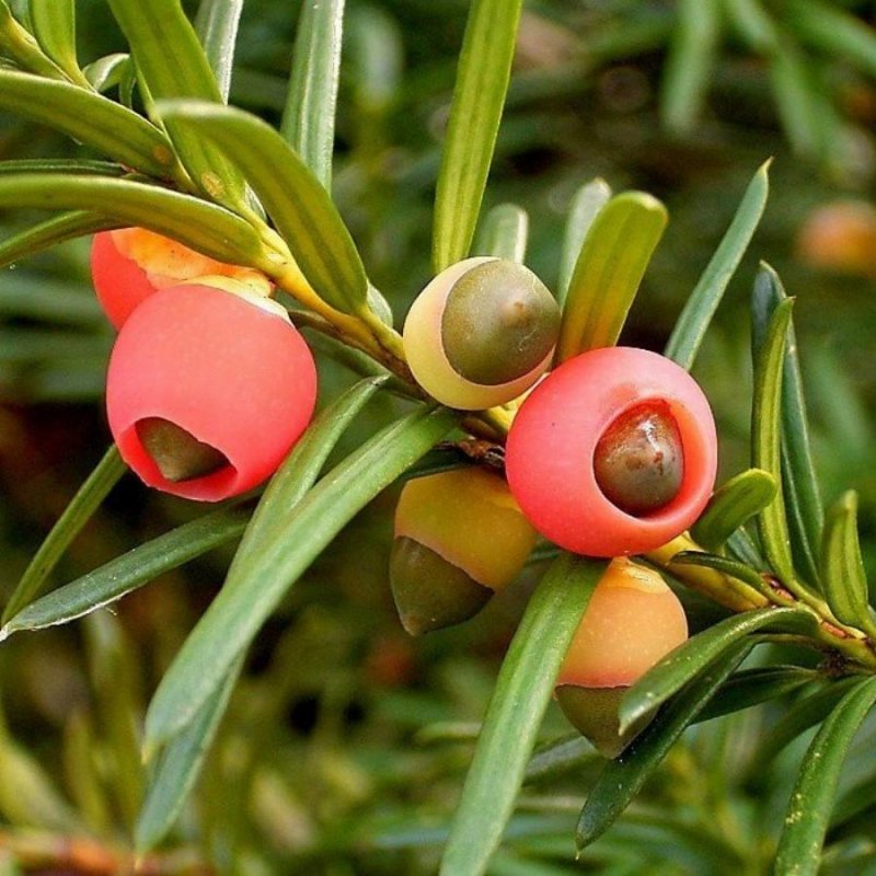 Тисс ягодный (Taxus baccata