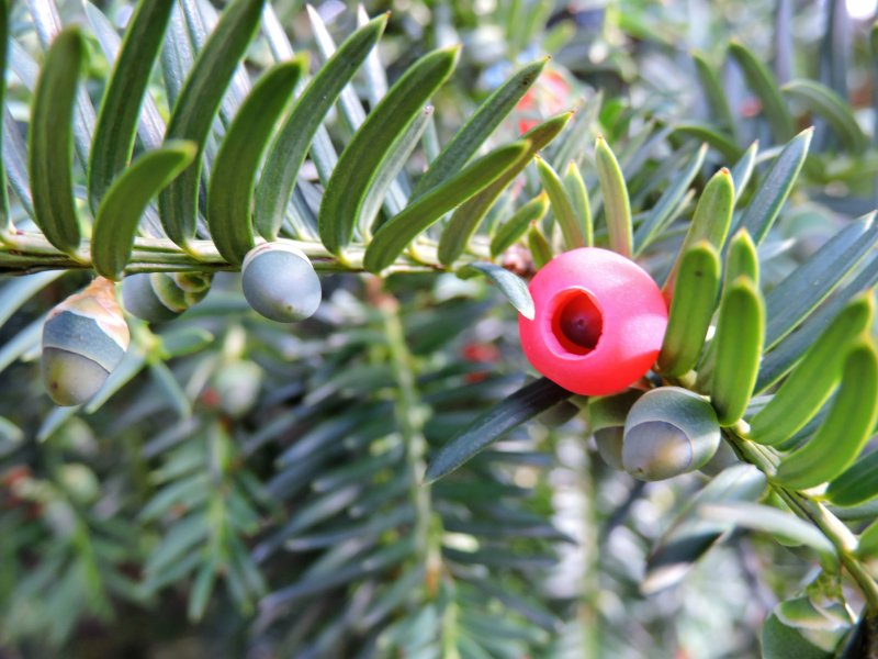 Тис ягодный (Taxus baccata David p9)