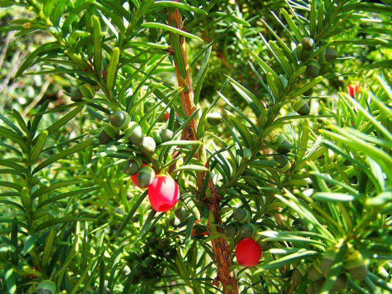 Тис ягодный (Taxus baccata David p9)