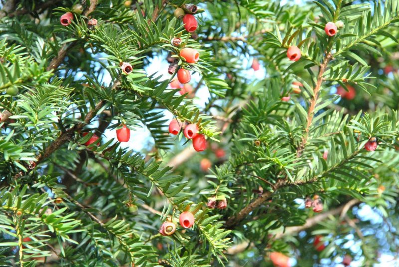 Тис ягодный (Taxus baccata p9)