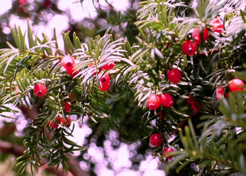 Тисс ягодный - Taxus baccata l