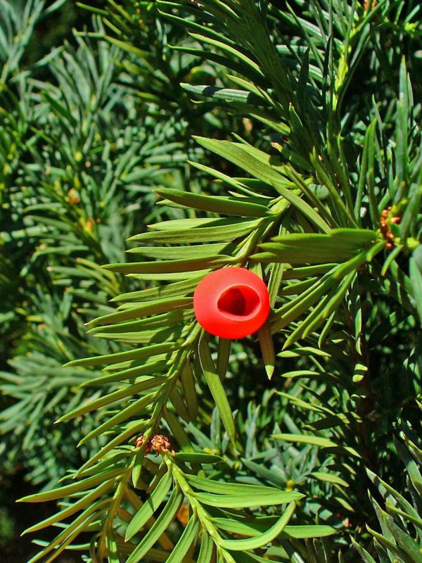 Тисс ягодный (Taxus baccata