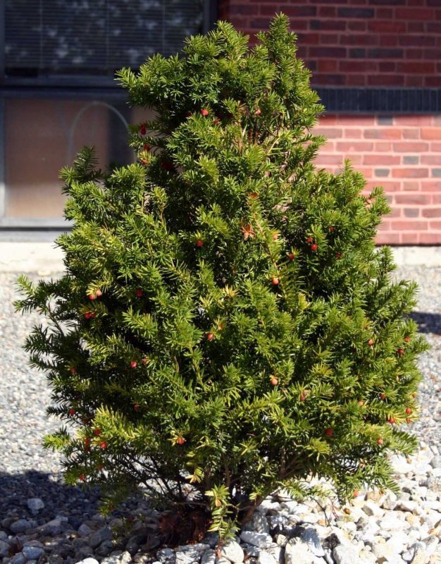 Тис ягодный Taxus baccata