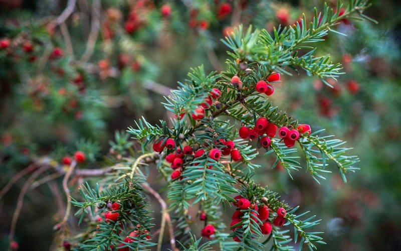 Тис ягодный (Taxus baccata David p9)