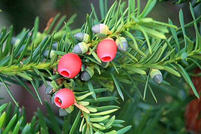 Тисс Taxus baccata