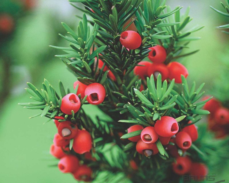 Тисс ягодный (Taxus baccata