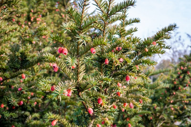 Тисс ягодный (Taxus baccata