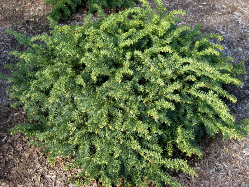 Тисс ягодный (Taxus baccata