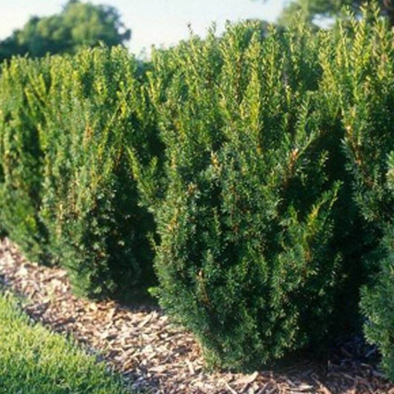 Тис средний Taxus Media Hicksii