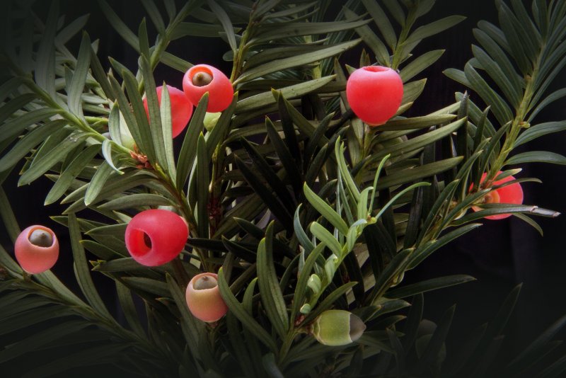 Семейство тисовых (Taxaceae)