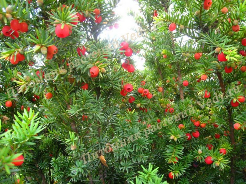 Тис ягодный Taxus baccata elegantissima