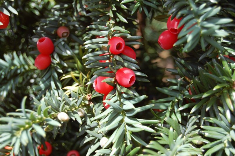 Тисс ягодный (Taxus baccata