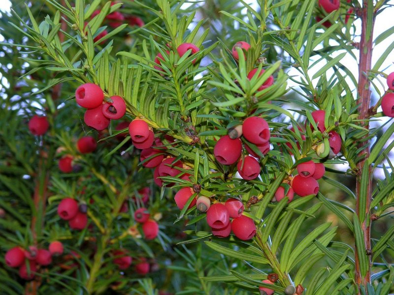 Тисс Taxus baccata