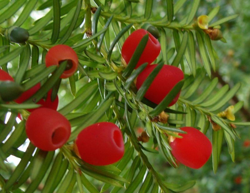 Тис ягодный Taxus baccata elegantissima