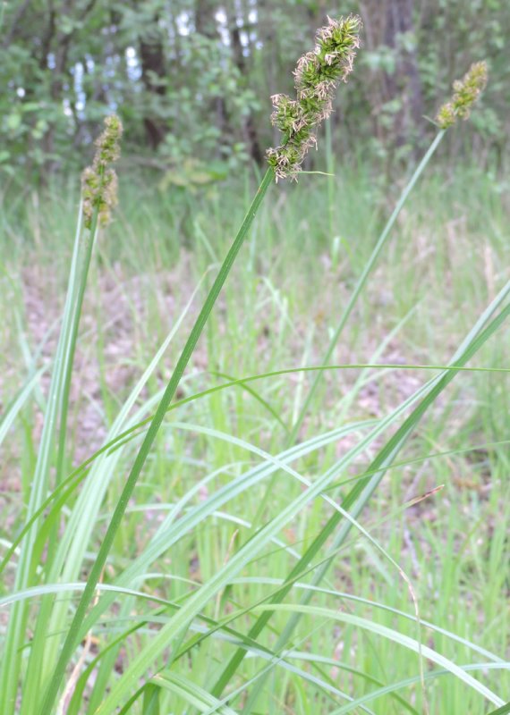 Carex Vulpina