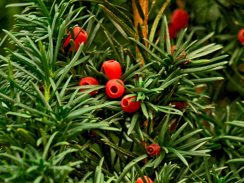 Тис ягодный (Taxus baccata David