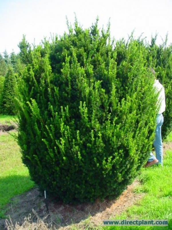 Тис средний (Taxus Media Hicksii c2 40-50)