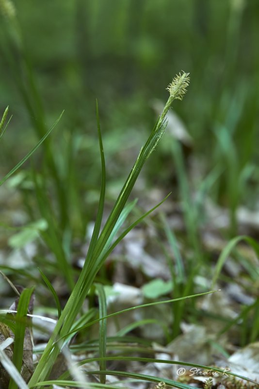 Осо́ка Лесна́я (лат. Carex sylvatica