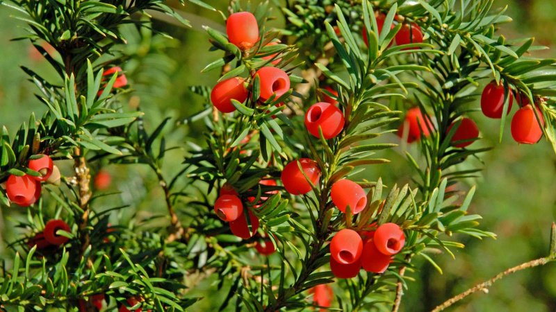 Тис ягодный Taxus baccata