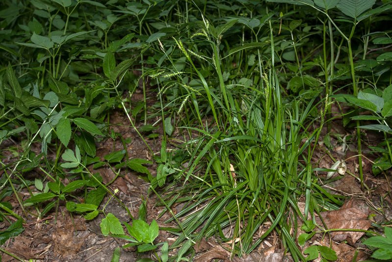 Осо́ка Лесна́я (лат. Carex sylvatica