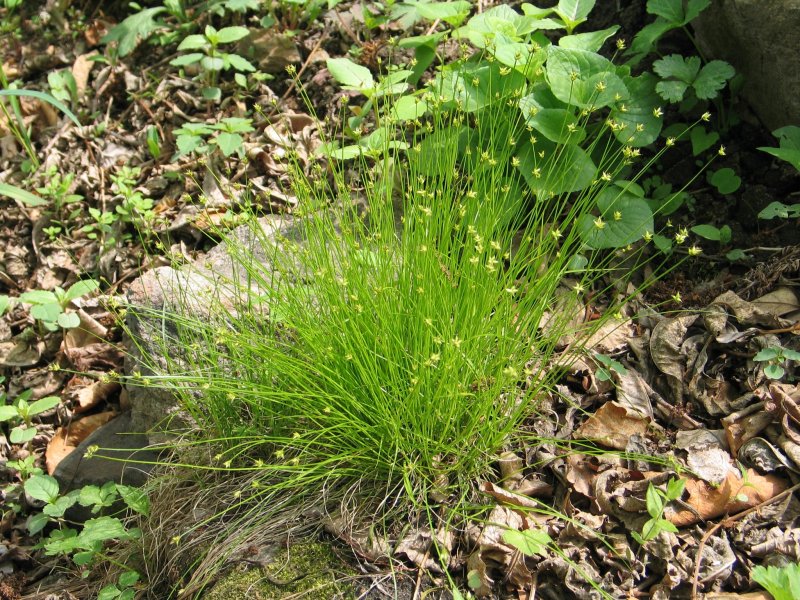 Осока Лесная Carex sylvatica